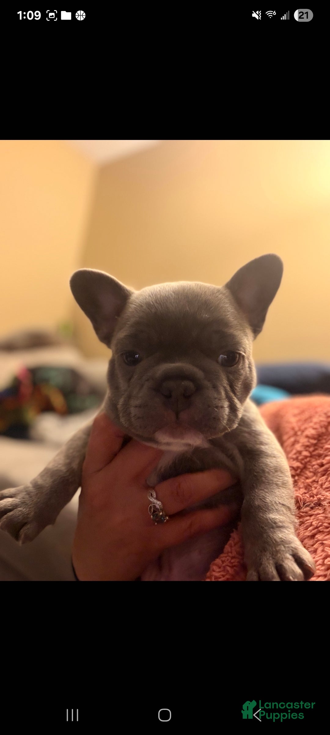 French Bulldog dogs for sale: Punkin - Ad 6