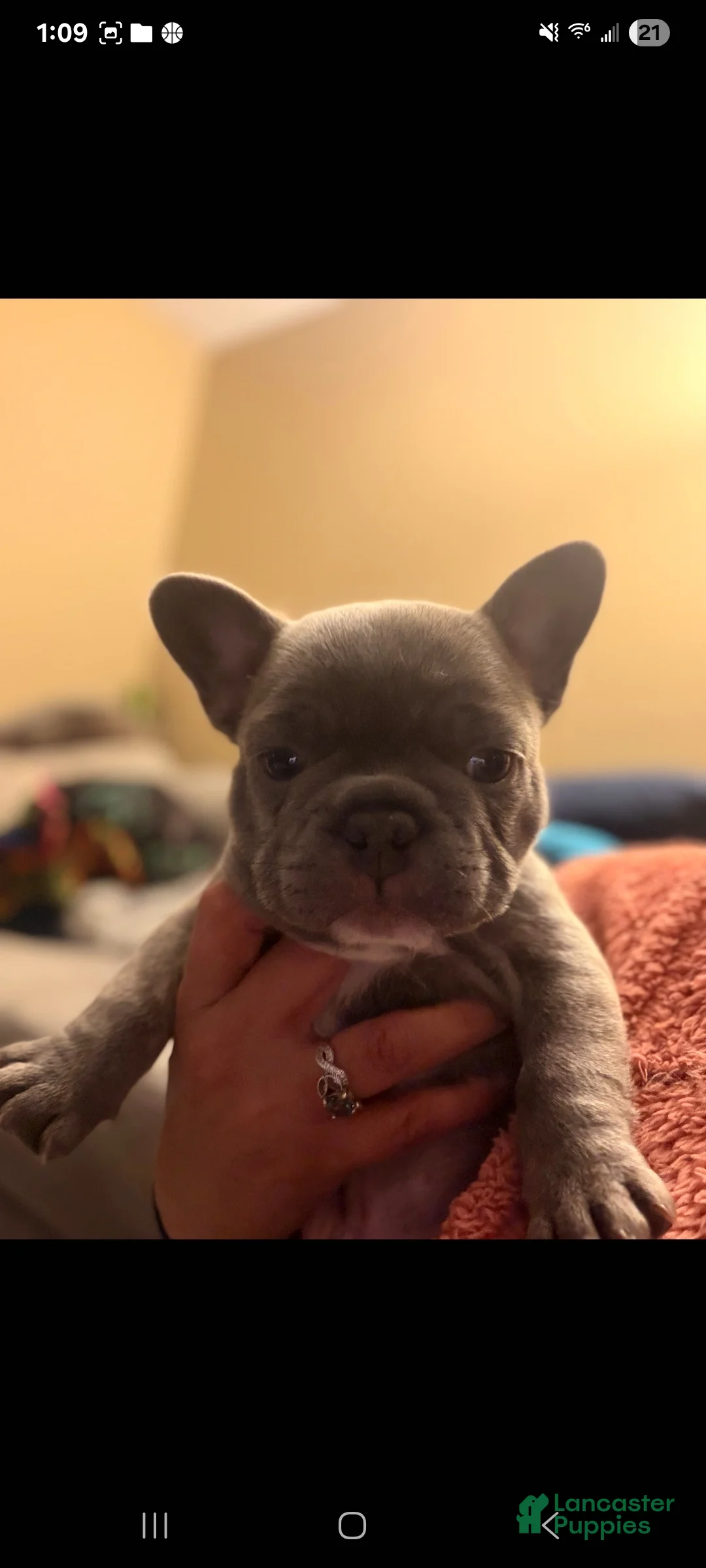 French Bulldog dogs for sale: Stormy - Ad 19