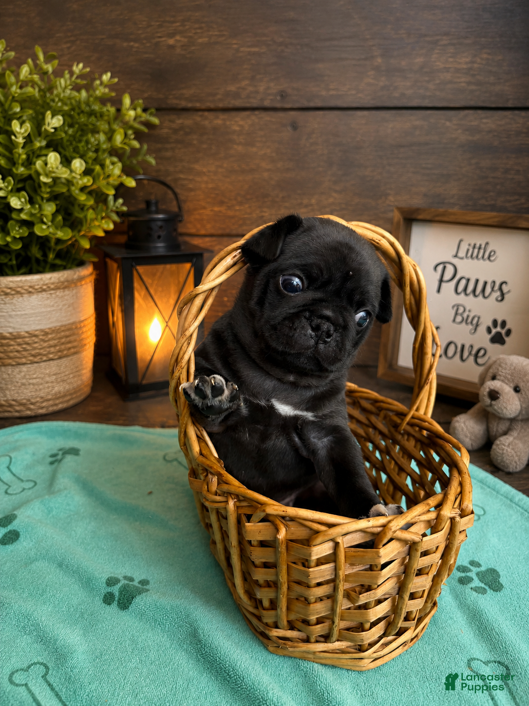 Pug dogs Pug Puppy 4 Luke  - Ad 1