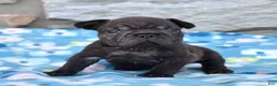 French Bulldog dogs for sale: Stormy - Ad 4