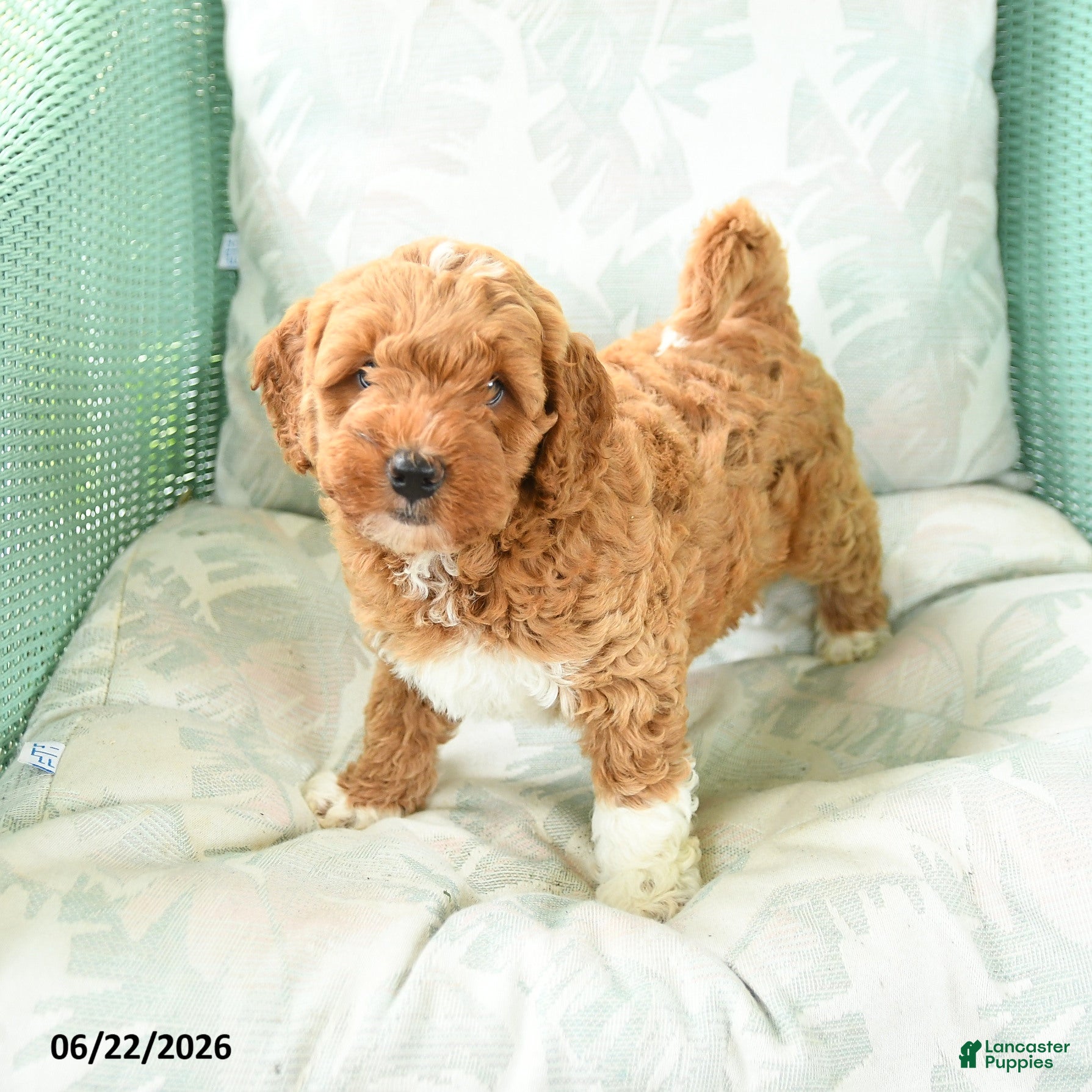 Miniature Poodle dogs Marcel - Ad 1