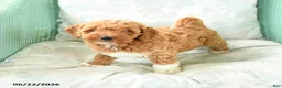 Miniature Poodle dogs for sale: Marcel - Ad 1