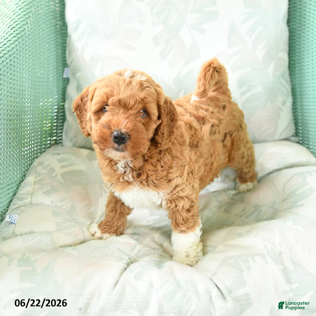 Miniature Poodle dogs for sale: Marcel - Ad 1