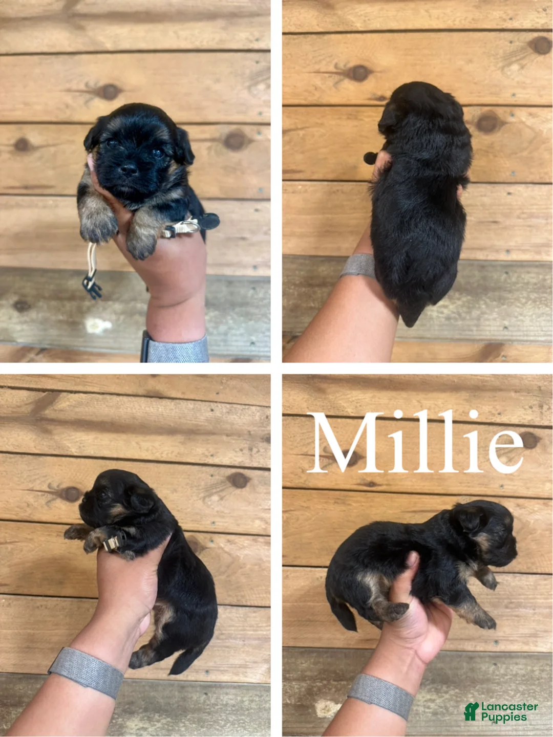 Mixed Breed dogs for sale: Millie - Ad 1