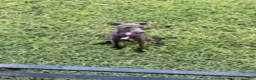 Italian Greyhound dogs for sale: Charlie - Ad 10
