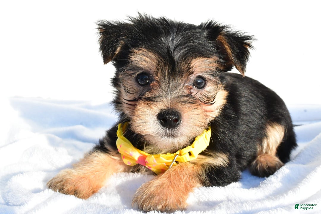 Morkie F puppies for sale in Millersburg Lancaster Puppies