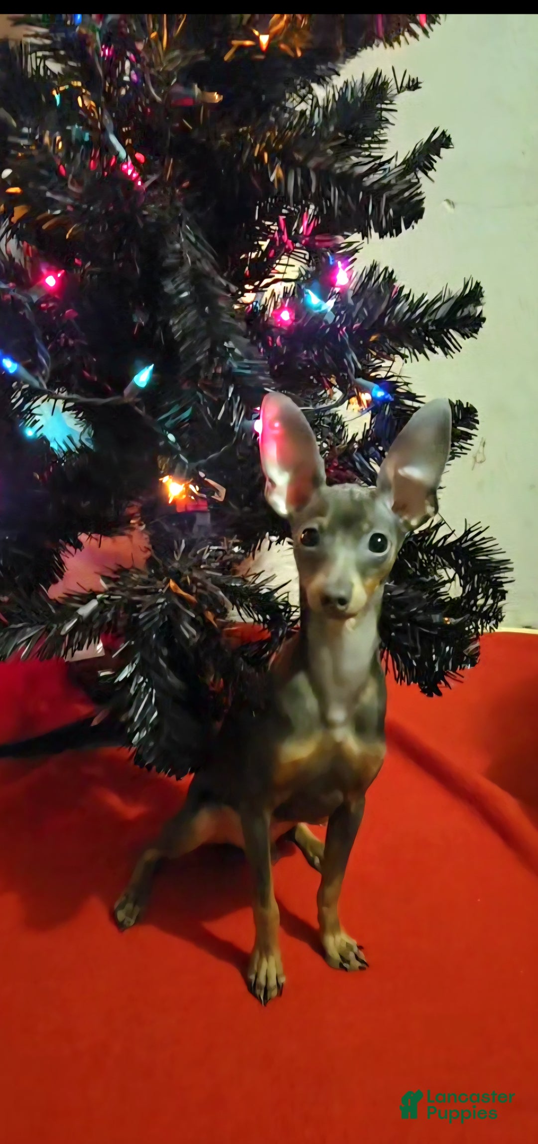 Miniature Pinscher dogs for sale: Milo - Ad 6