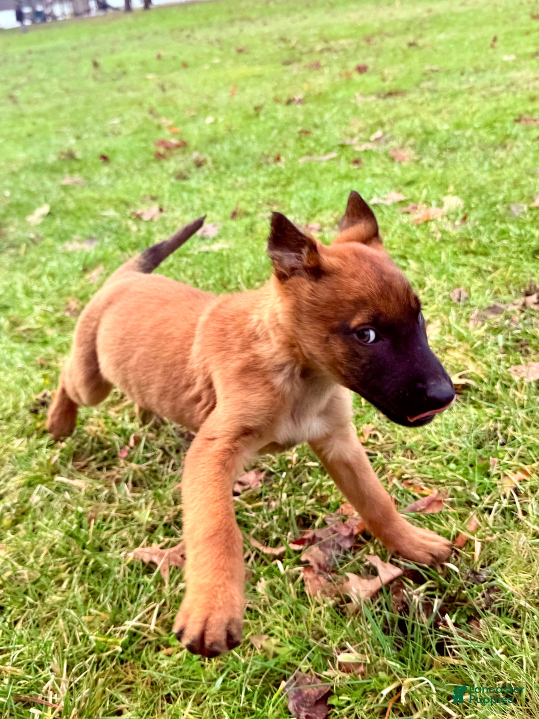 Mixed Breed dogs for sale: Red Collar- Female Fawn - Ad 5