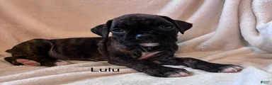 Lulu