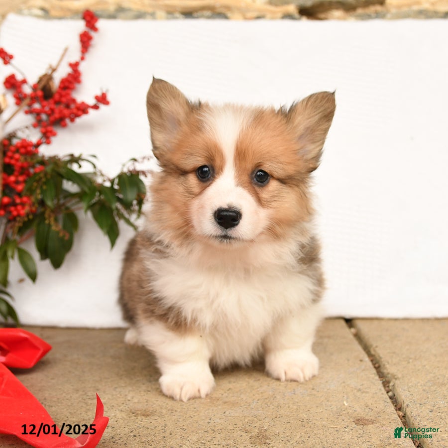 Welsh Corgi Pembroke dogs Pedro - Ad 26