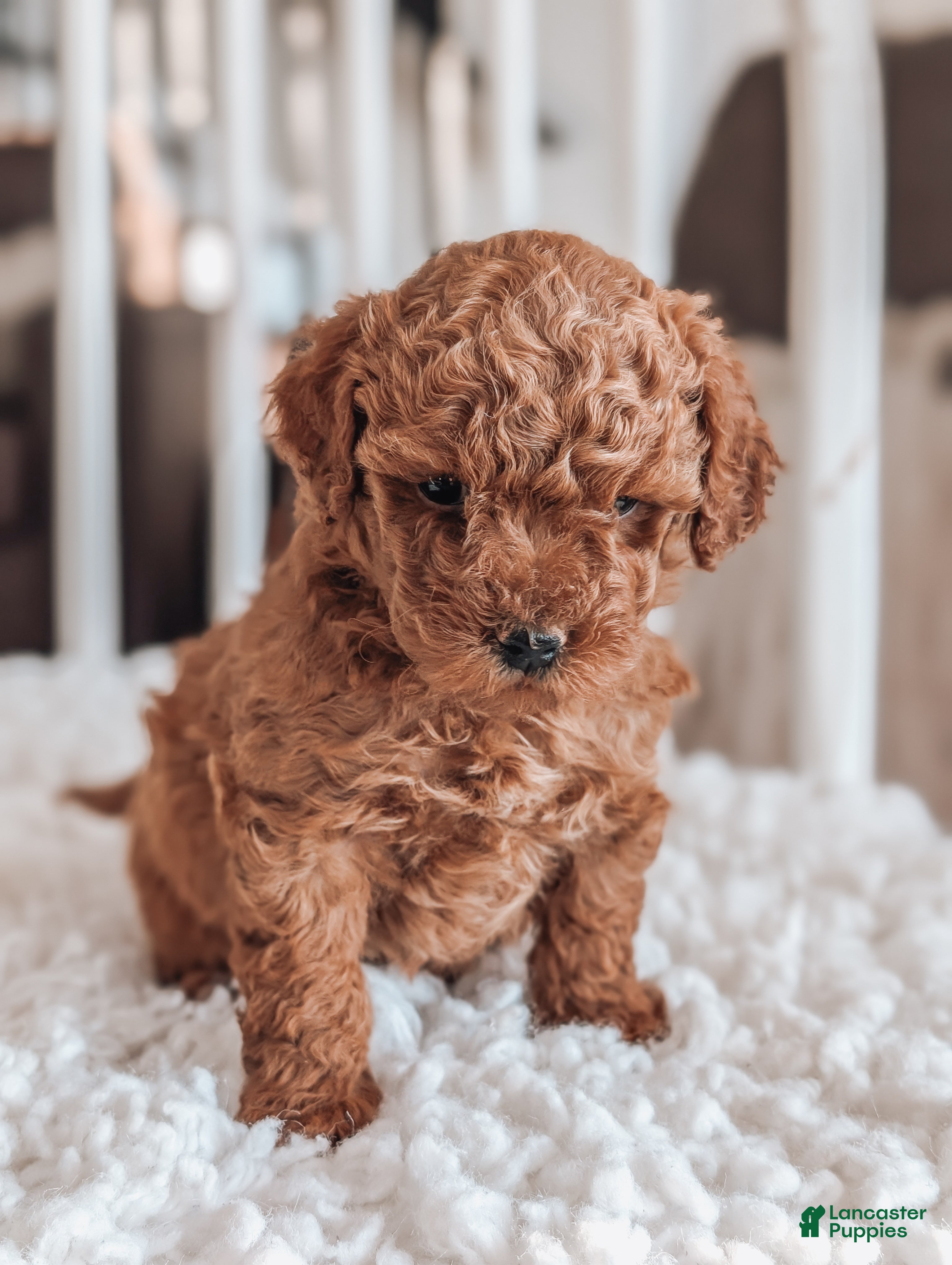 Maltipoo dogs Jasper - Ad 1