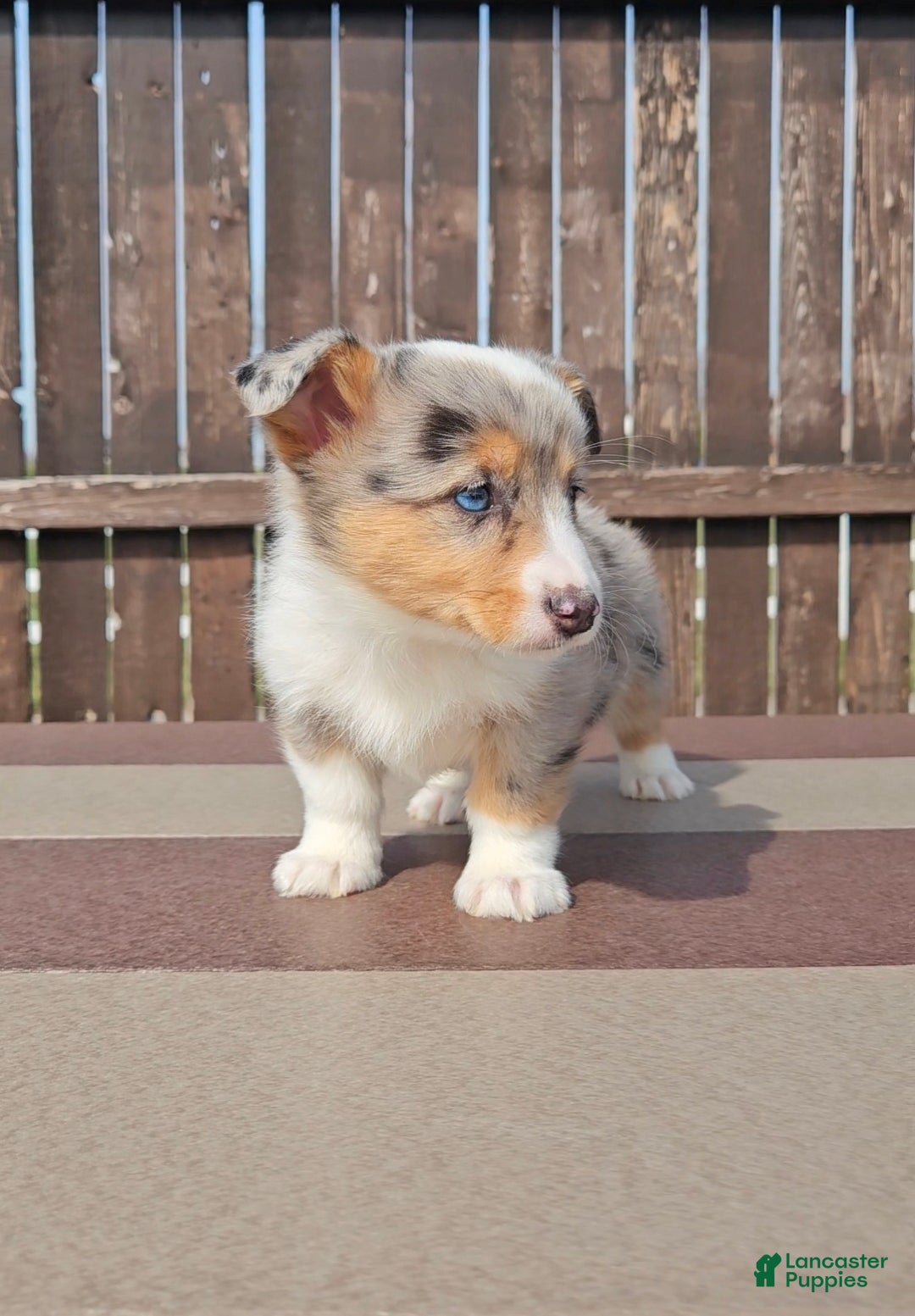 Mixed Breed dogs Stormi - Ad 7