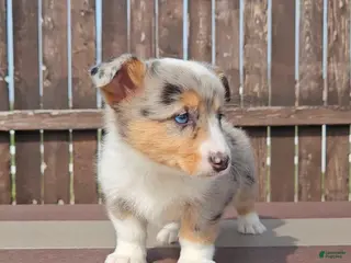 Mixed Breed dogs Stormi - Ad 7