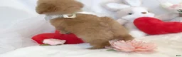 Toy Poodle dogs for sale: Linda - Ad 2