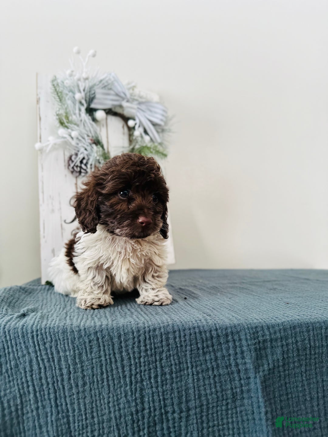 Mixed Breed dogs for sale: Ivy - Ad 2