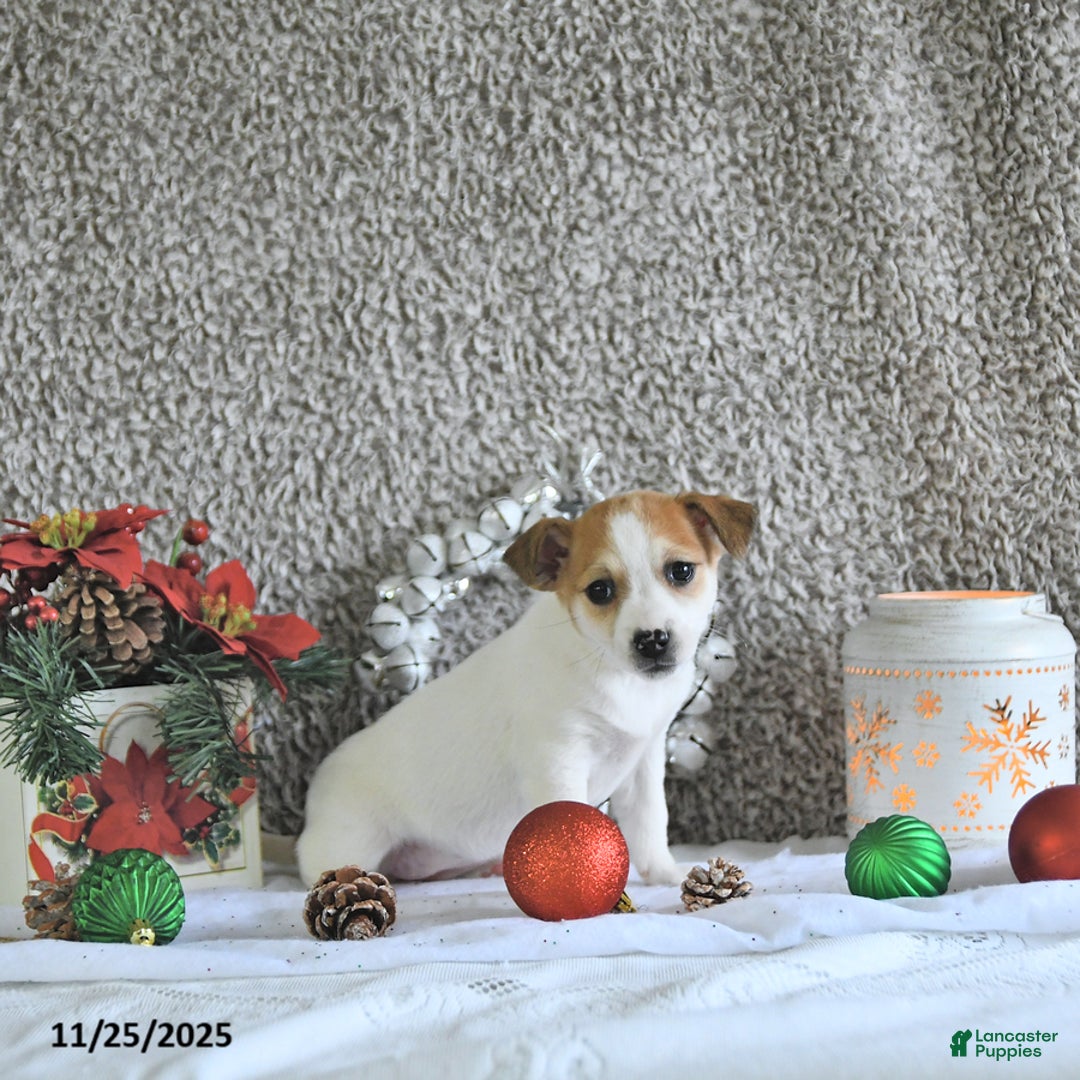 Jack Russell Terrier dogs for sale: Reba - Ad 3