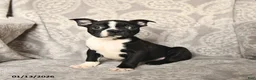 Boston Terrier dogs for sale: Joey - Ad 5