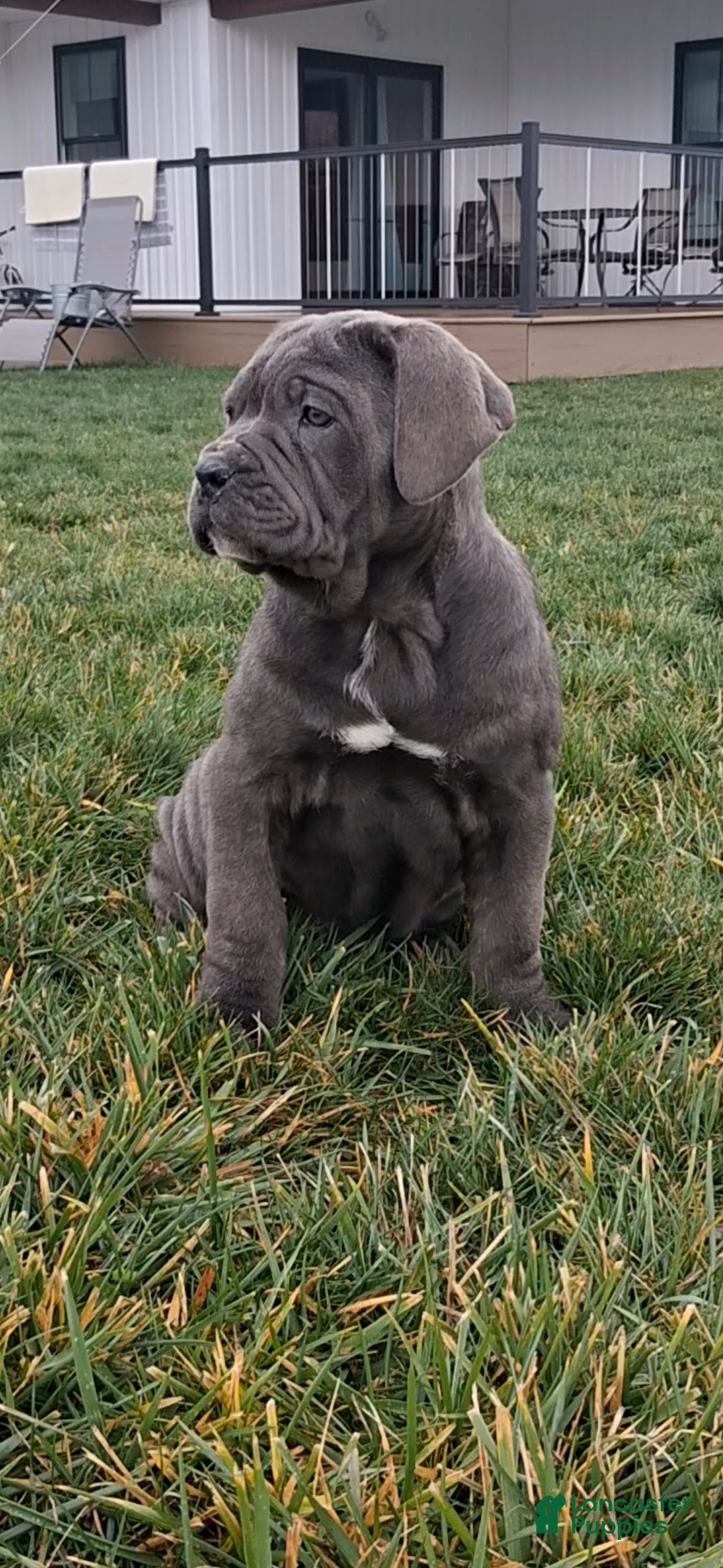 Cane Corso dogs for sale: Shiloh - Ad 1