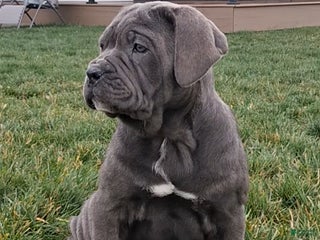 Cane Corso dogs Shiloh - Ad 30
