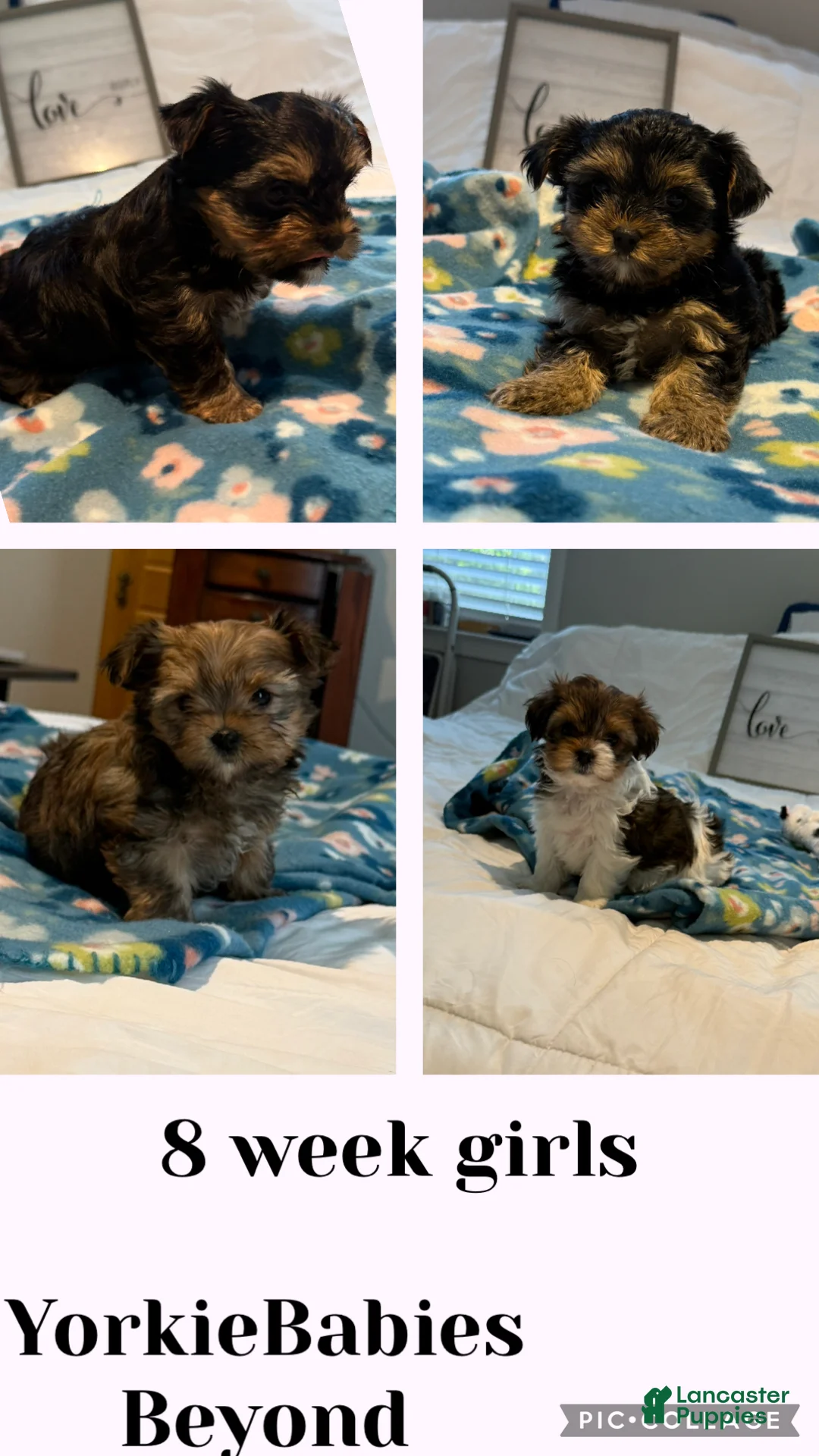 Yorkshire Terrier dogs for sale: Yorkshire Terrier Puppy 2 - Ad 3