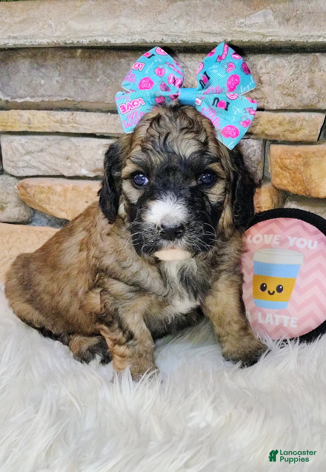 Saint Berdoodles dogs for sale: Goldberry- F1b Saint Berdoodle - Ad 3