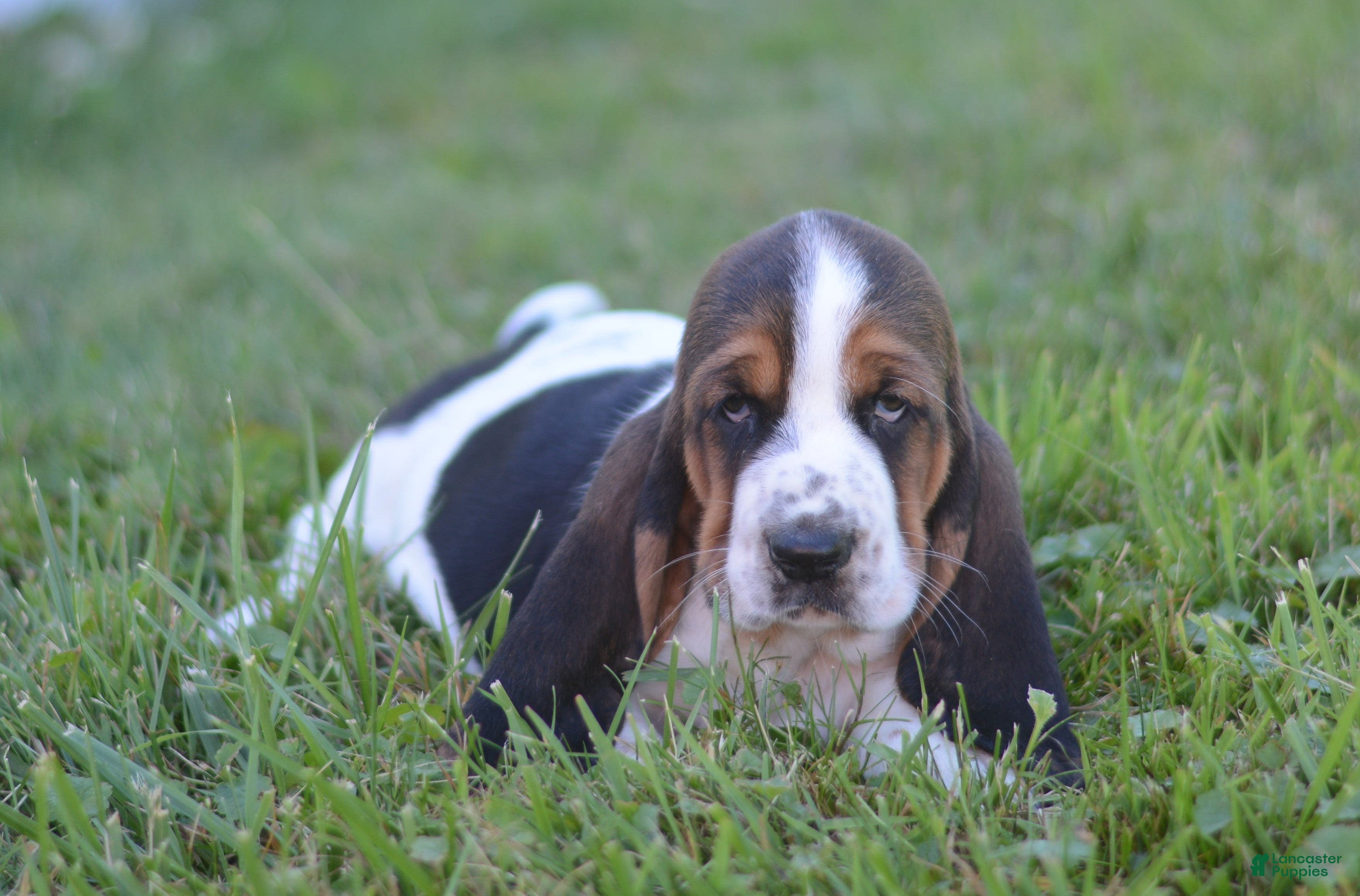 Basset Hound dogs Dolly - Ad 1