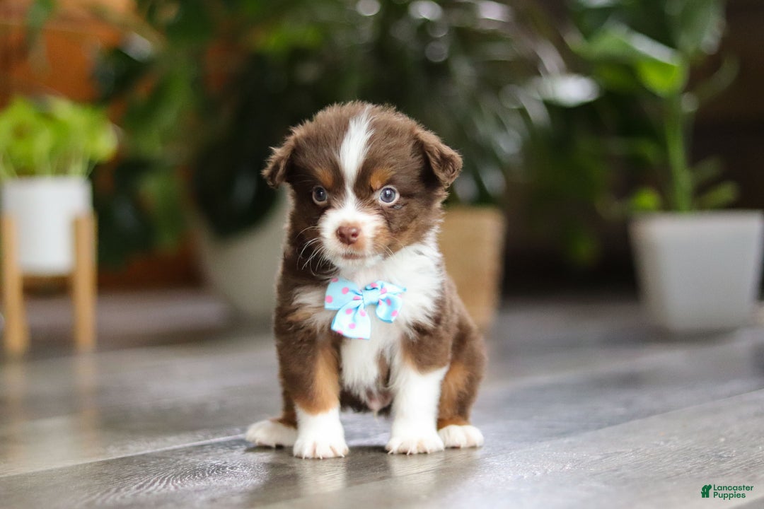Miniature Australian Shepherd dogs for sale: Cadbury - Ad 1