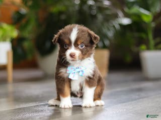 Miniature Australian Shepherd dogs Cadbury - Ad 33