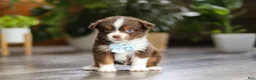 Miniature Australian Shepherd dogs for sale: Cadbury - Ad 1