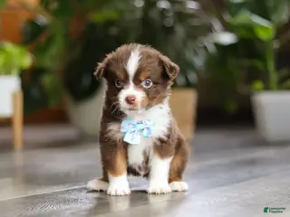 Miniature Australian Shepherd dogs Cadbury - Ad 21