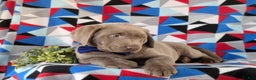 Labrador Retriever dogs for sale: Colton AKC Silver Lab - Ad 8