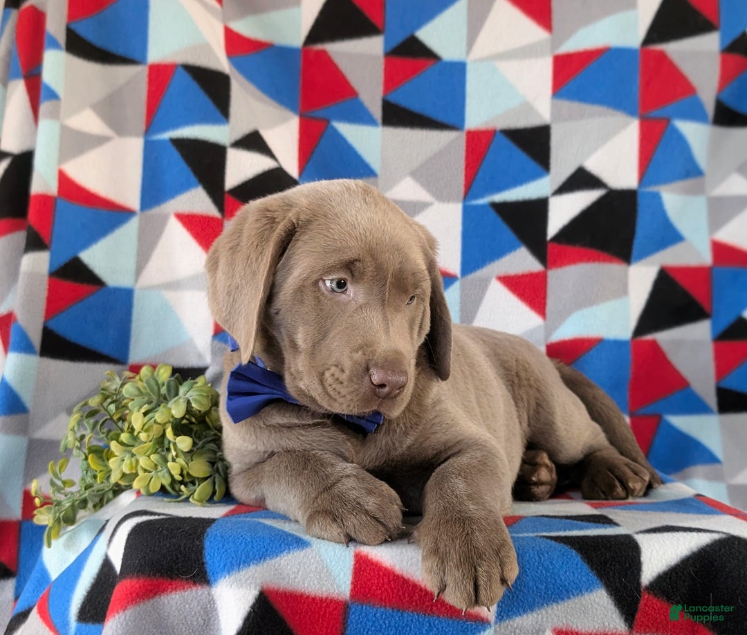 Labrador Retriever dogs for sale: Colton AKC Silver Lab - Ad 8
