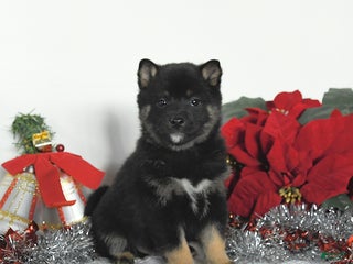 Shiba Inu dogs Goose - Ad 17