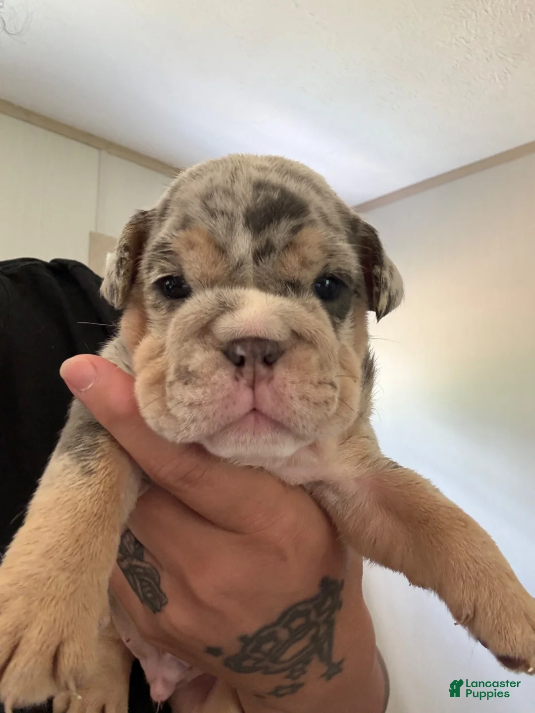 English Bulldog dogs for sale: English Bulldog 1 - Ad 1