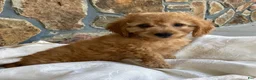 Goldendoodle dogs for sale: Maverick-Male - Ad 5