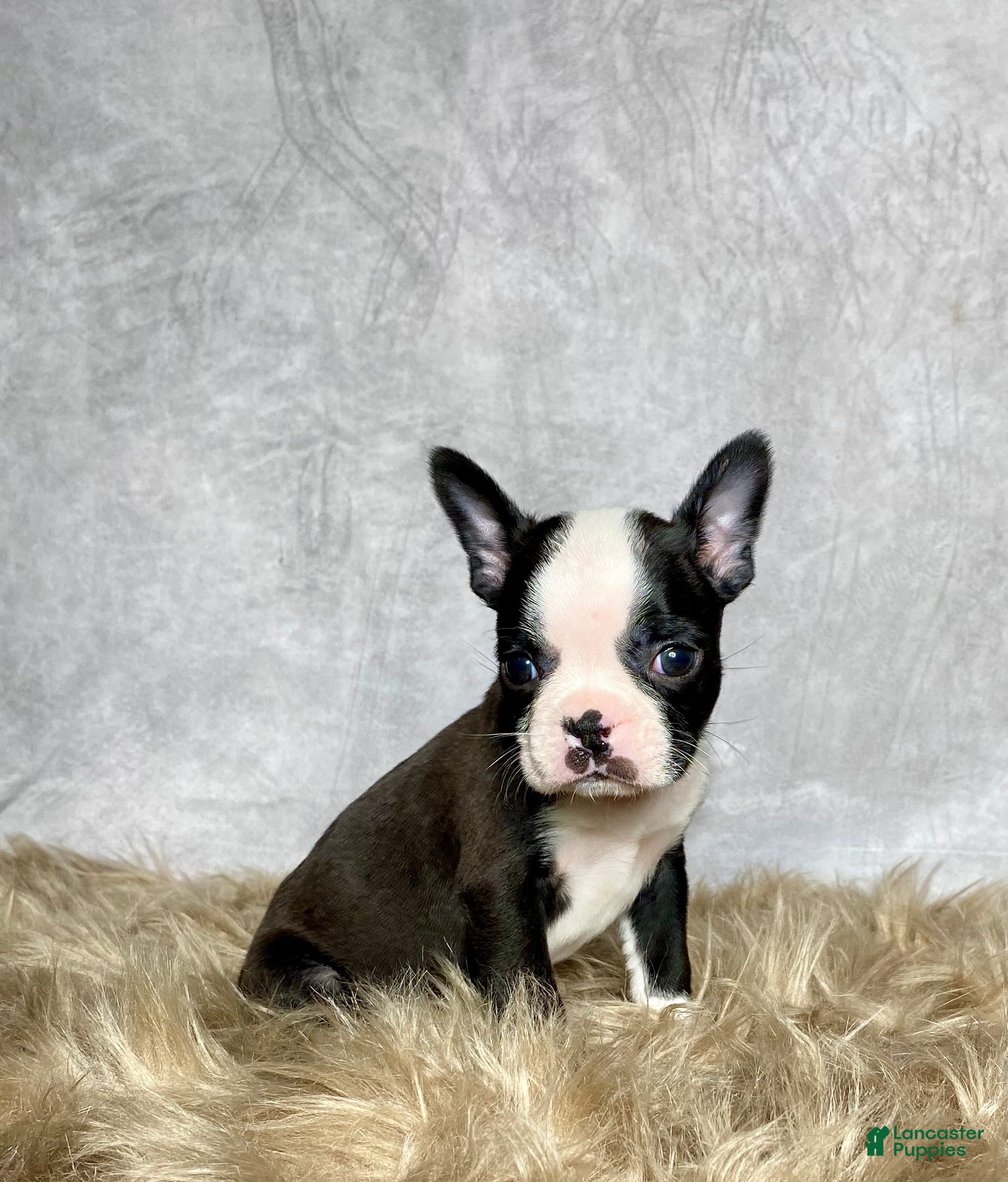 Boston Terrier dogs Charlie  - Ad 2