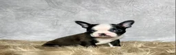 Boston Terrier dogs for sale: Charlie  - Ad 2