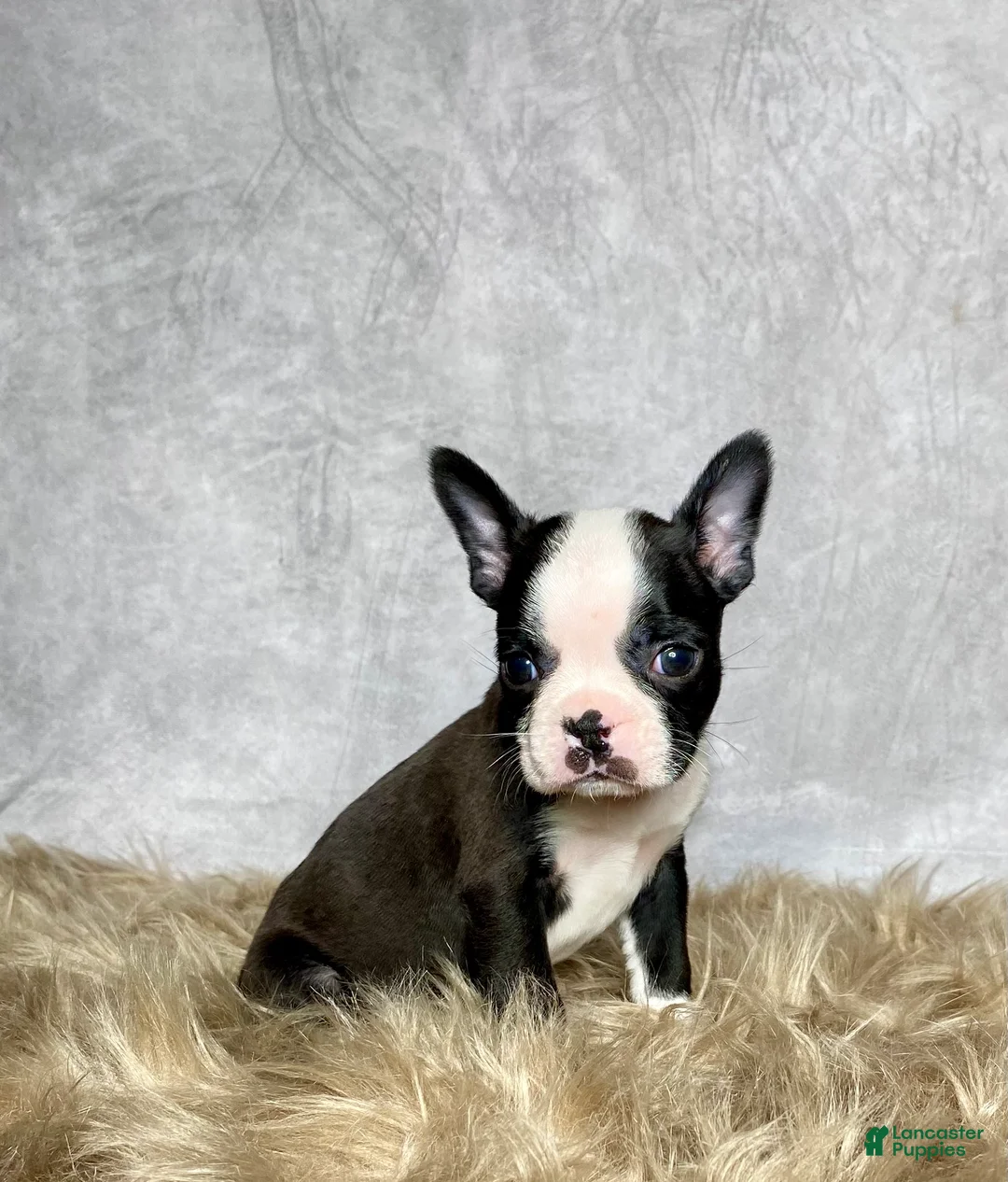 Boston Terrier dogs for sale: Charlie  - Ad 2