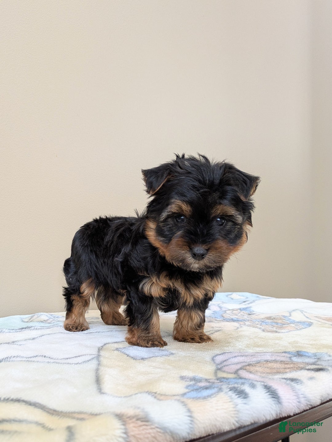 Yorkshire Terrier dogs for sale: Crew - Ad 3