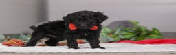 Standard Poodle dogs for sale: Noah - Ad 4