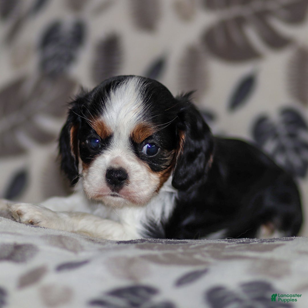 Cavalier King Charles Spaniel dogs for sale: Mya - Ad 4