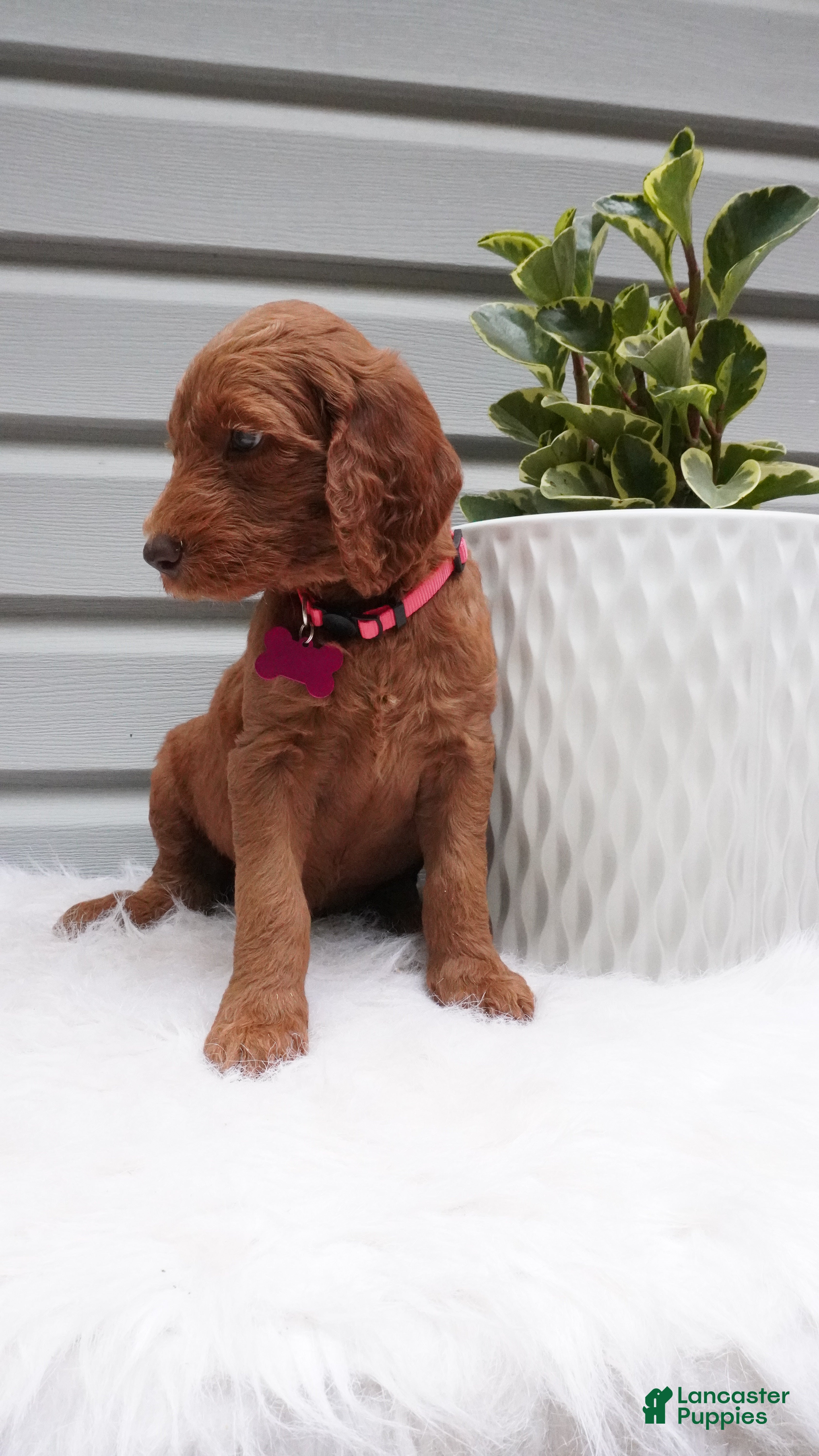 Goldendoodle dogs Starla  - Ad 2