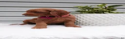 Goldendoodle dogs for sale: Starla  - Ad 2