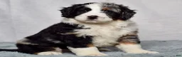 Bernedoodle dogs for sale: Waldo - Ad 3