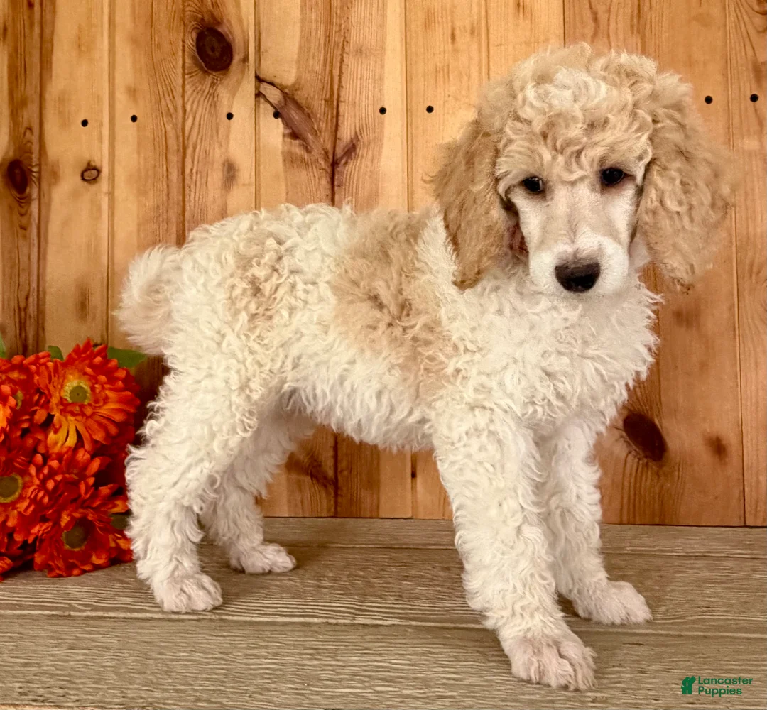 Standard Poodle dogs for sale: Lucy - Ad 2