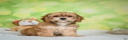Cavachon dogs for sale: Lucy - Ad 3