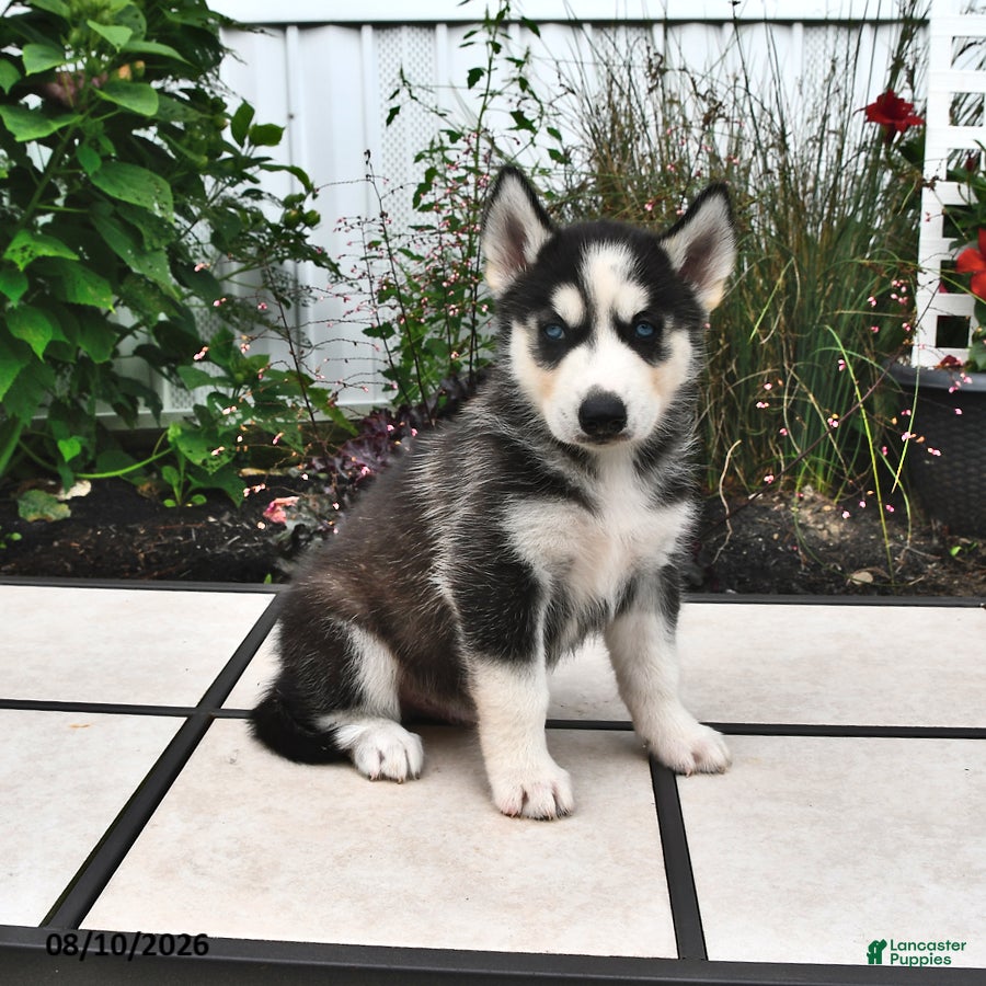 Siberian Husky dogs Dakota - Ad 1
