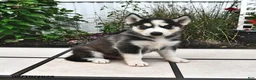 Siberian Husky dogs for sale: Dakota - Ad 1