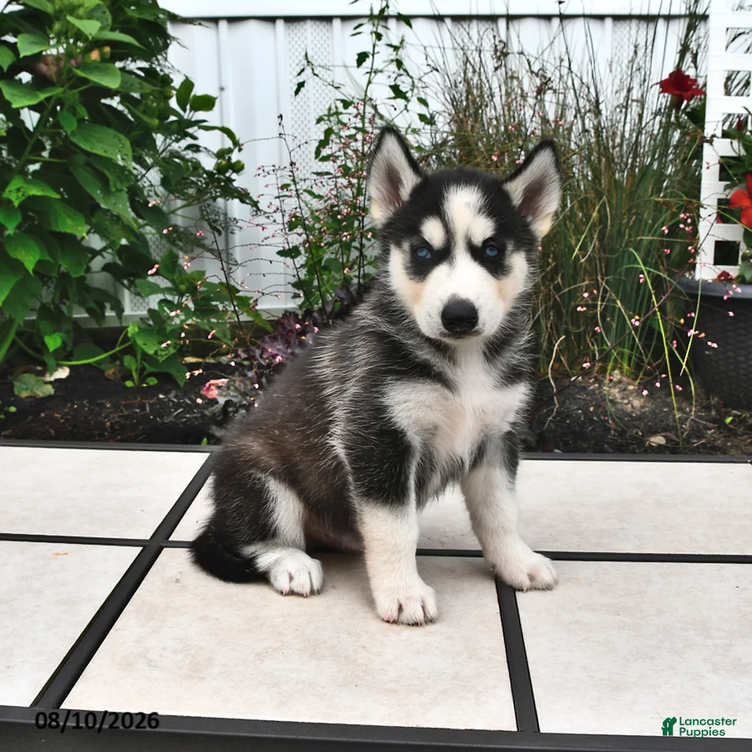 Siberian Husky dogs for sale: Dakota - Ad 1