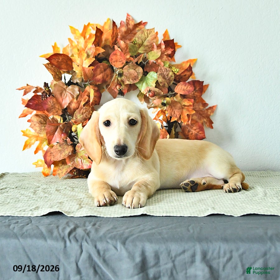Miniature Dachshund dogs Max - Ad 1
